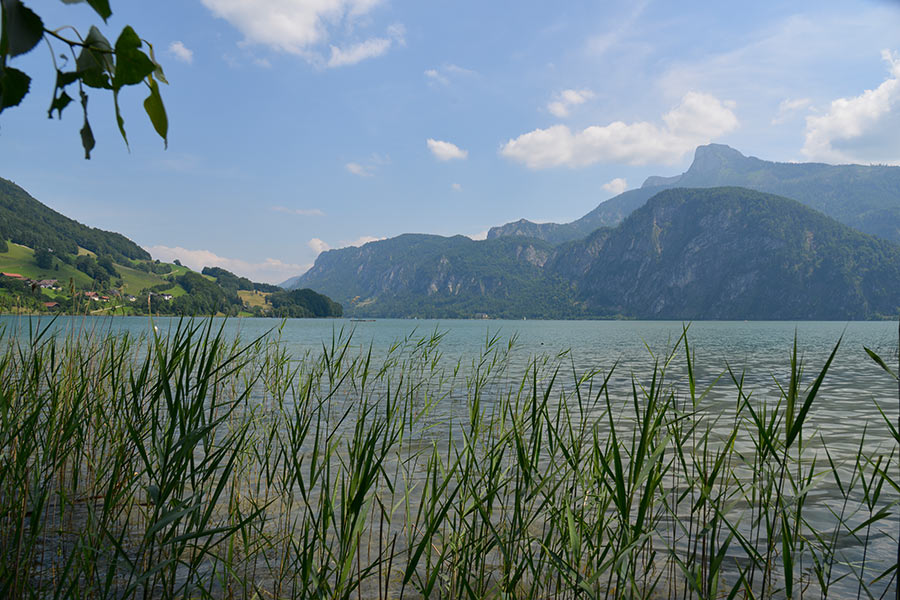 Seehof Garten am Mondsee Schilf am Seehof am Mondsee