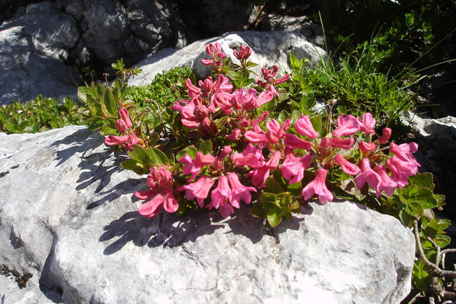Blumen in der Gartenanlage im Seehof Garten mit Blumen im Hotel Seehof