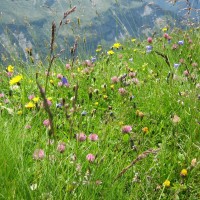 Alpenblumen auf der Wiese
