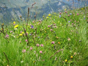 Alpenblumen auf der Wiese