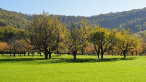 Obstgarten