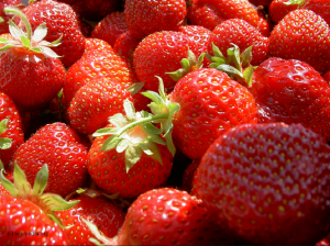 Reife Erdbeeren aus der Mondsee-Region