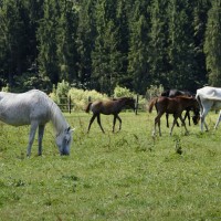 Pferde auf einer Koppel im Salzkammergut