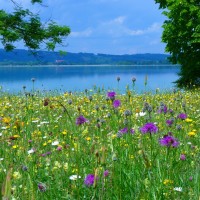 Blühende Wiese am See