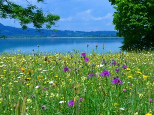 Blühende Wiese am See