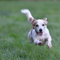 Hund tollt auf der Wiese