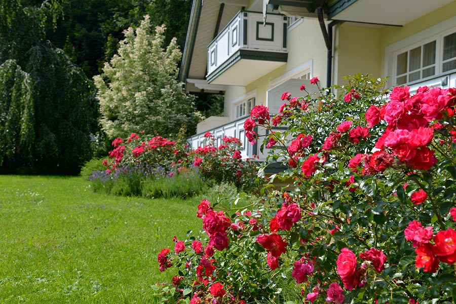 Rote Blume wachsen in der Gartenanlage am Seehof Mondsee im Salzkammergut